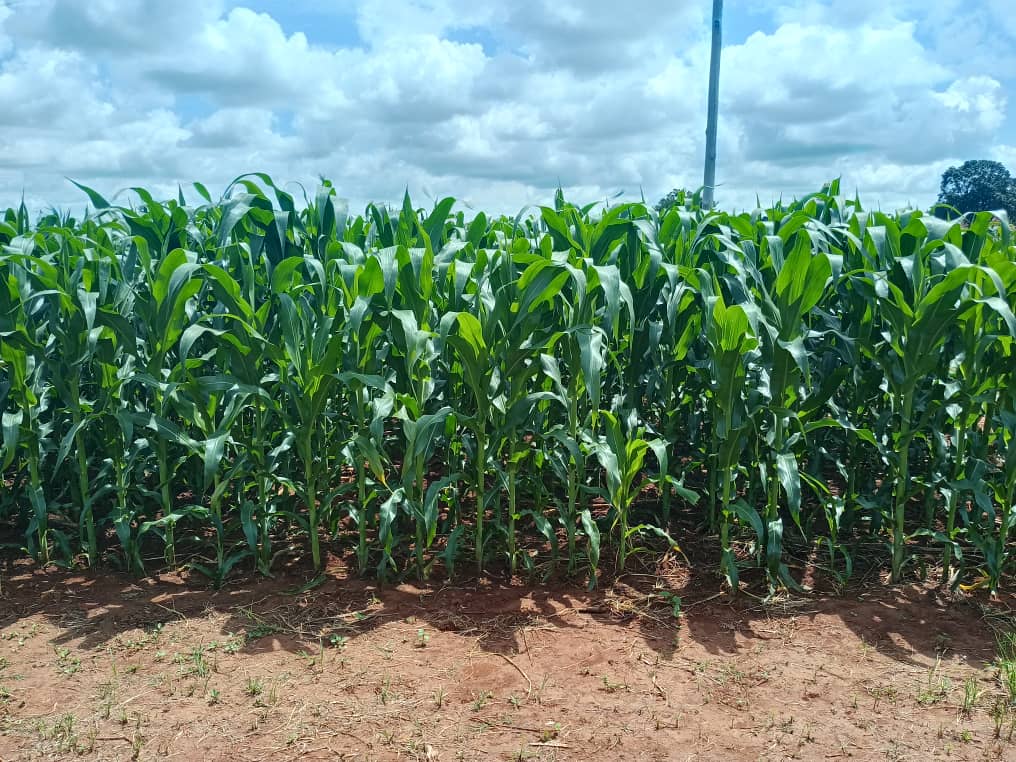 Community Demonstration Plots