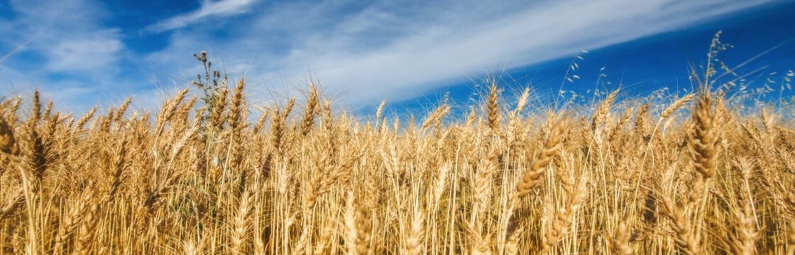 A wheat field in full ear under an open sky.