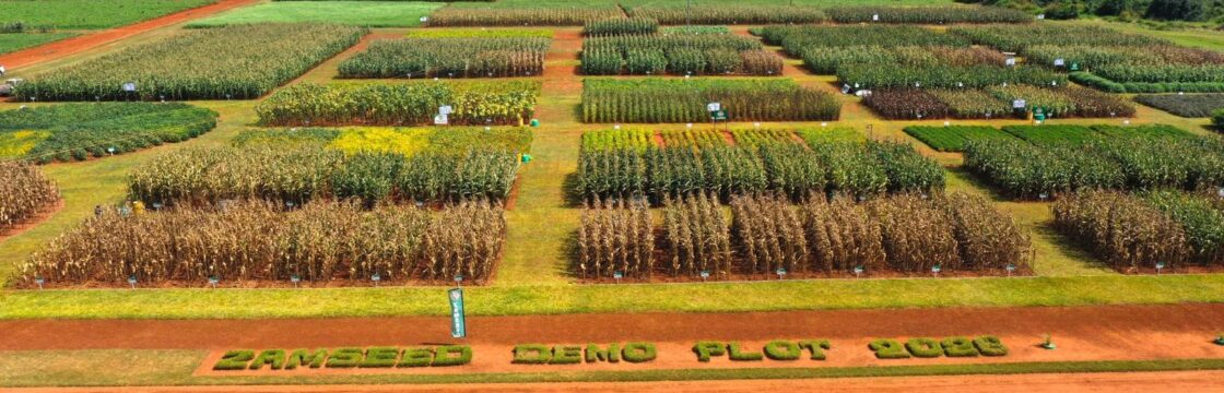 Zamseed maize crop growing in a Zambian field