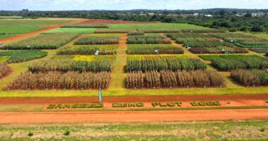 Zamseed maize crop growing in a Zambian field