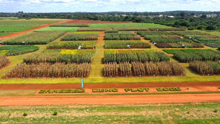 Zamseed maize crop growing in a Zambian field