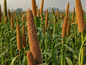 Dola millet variety source image