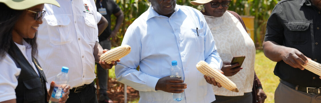 Growers and Ministry of Agriculture staff inspecting white maize cobs at a Zamseed field day.
