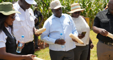 Growers and Ministry of Agriculture staff inspecting white maize cobs at a Zamseed field day.