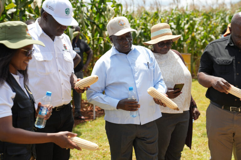 Growers and Ministry of Agriculture staff inspecting white maize cobs at a Zamseed field day.