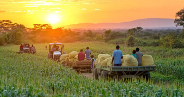 Workers loading harvested maize onto a trailer in a Zambian field at sunset.