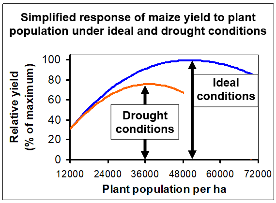 Curve chart showing relative maize yield rising with plant population to a peak near 48,000 plants per hectare under ideal conditions and near 36,000 under drought conditions, then declining.
