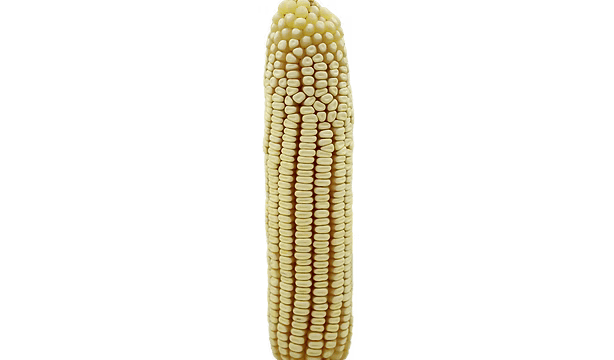 ZMS 328 white maize cob