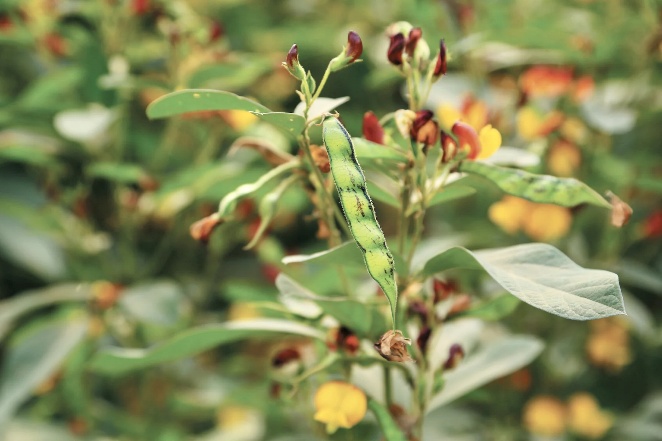 Quantum pigeon pea variety source image