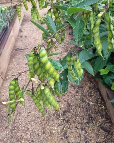 Quest pigeon pea variety source image