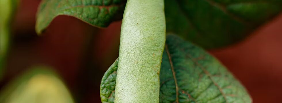 Zamseed bean pod ripening on the plant