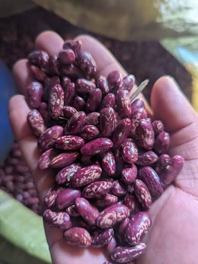 A handful of harvested beans