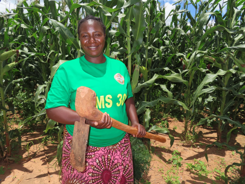 A farmer in a Zamseed-branded shirt holding a hoe beside her maize crop.