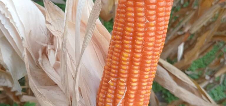 GV 664A orange pro-vitamin A maize cob on the plant
