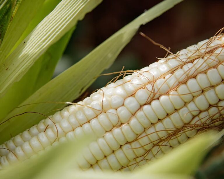 Close-up of a white maize cob on the plant