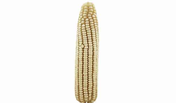 ZMS 451 white maize cob