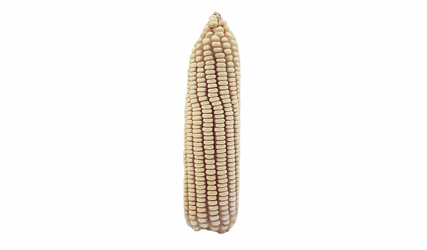 White maize cob used for ZMS 520 and ZM 521