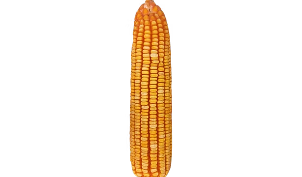 ZMS 608Y yellow maize cob