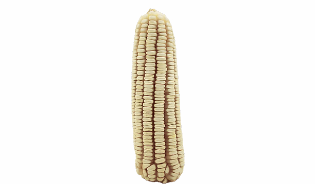 ZMS 638 white maize cob