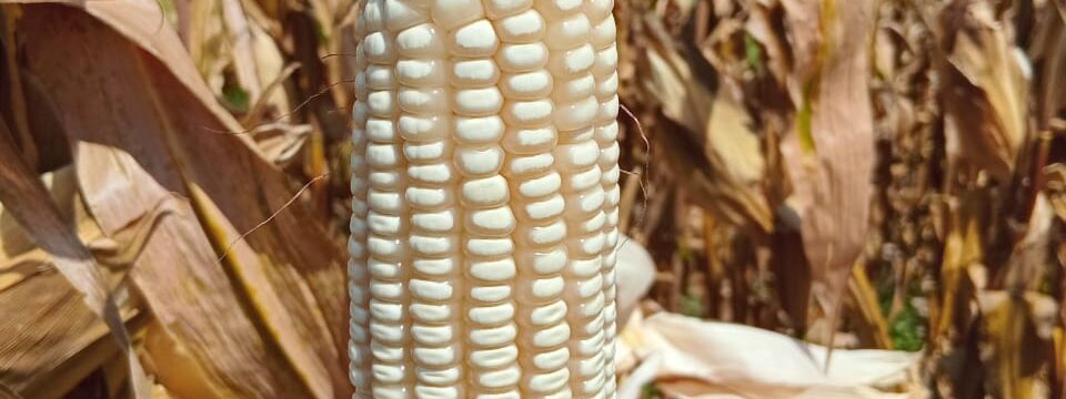 ZMS 721 white maize cob held in a maize field