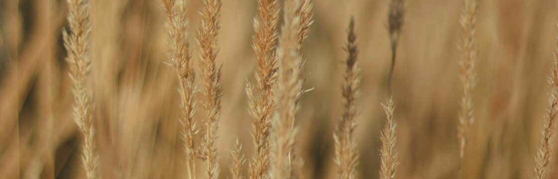 Millet crop