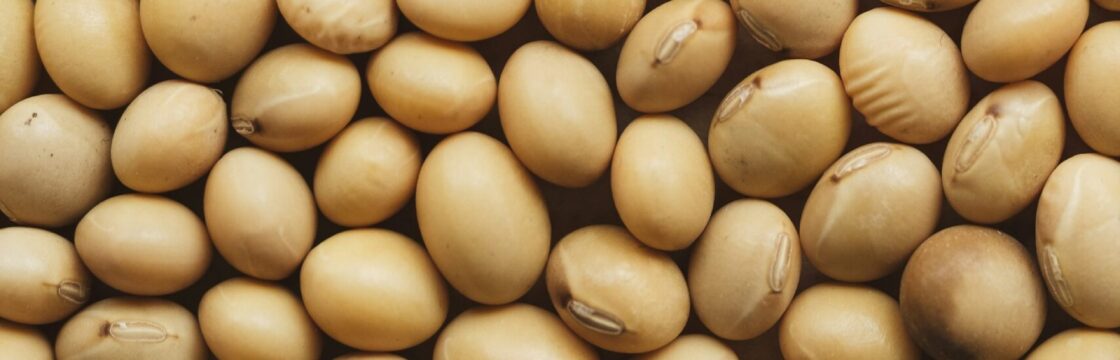 Soyabean seed