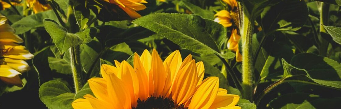 Sunflower crop