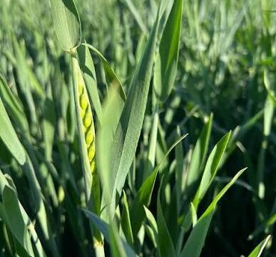 A Harrier wheat head developing in a green wheat crop.