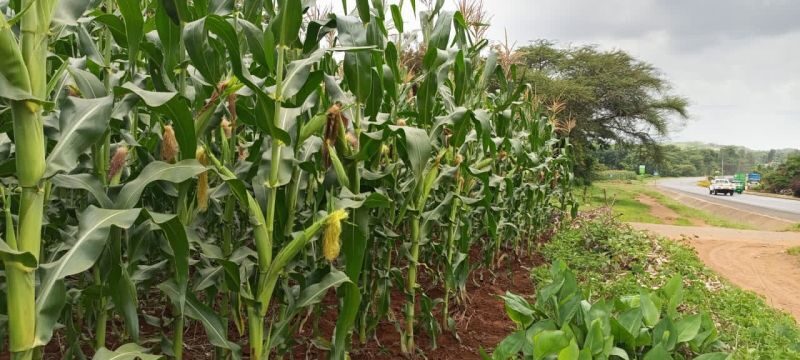 Zamseed GV 664A maize variety image 2