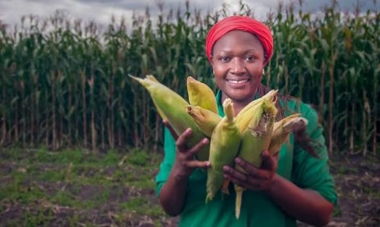Zamseed farmer in a red headwrap holding maize cobs in the field