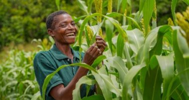 A farmer inspecting her crop at a Zamseed field day