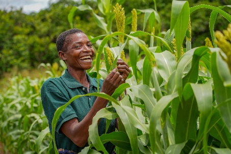 A farmer inspecting her crop at a Zamseed field day