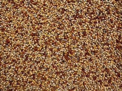 Millet