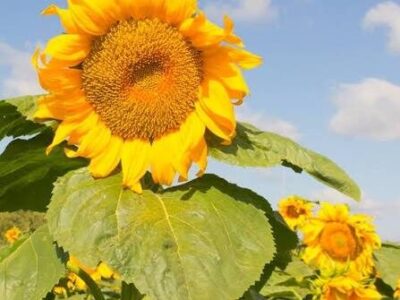 Sunflower