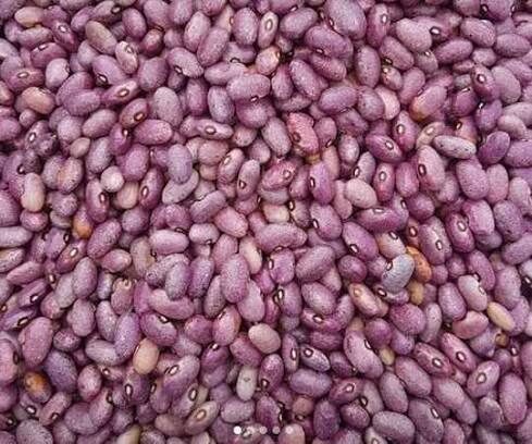 Kabulangeti purple bean seed