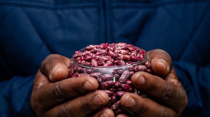 Mbereshi bean seed held in a bowl