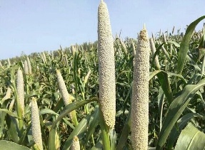 Okashana pearl millet heads in the field