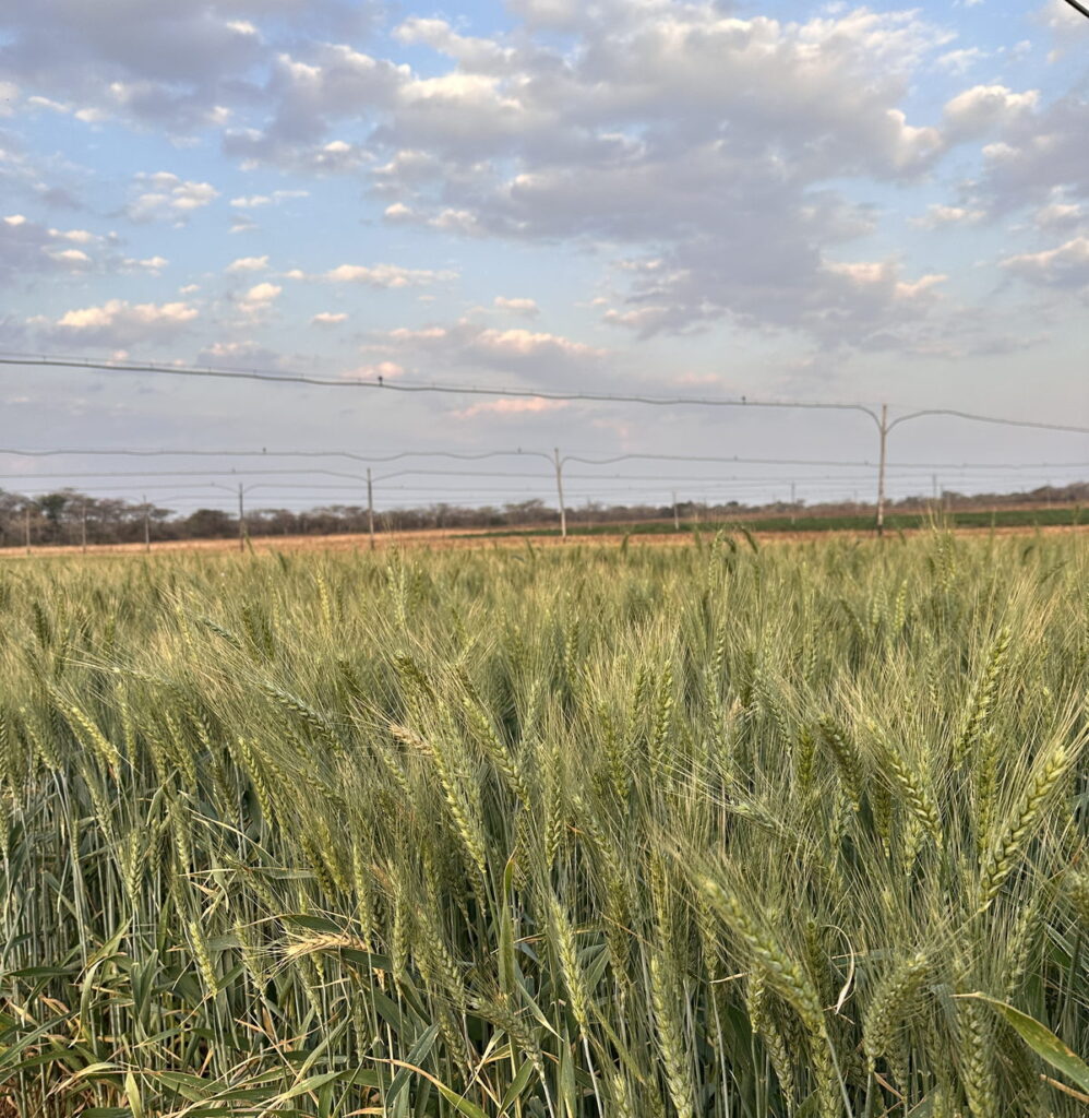 A Zamseed wheat crop in the field
