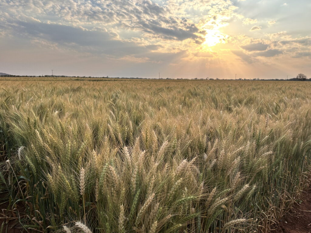 Wheat field at Zamseed