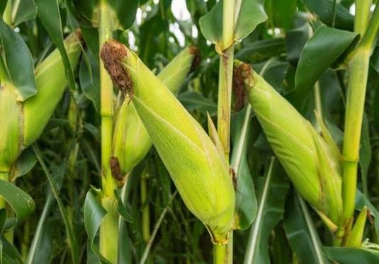 ZMS 328 maize cobs standing upright on the plant