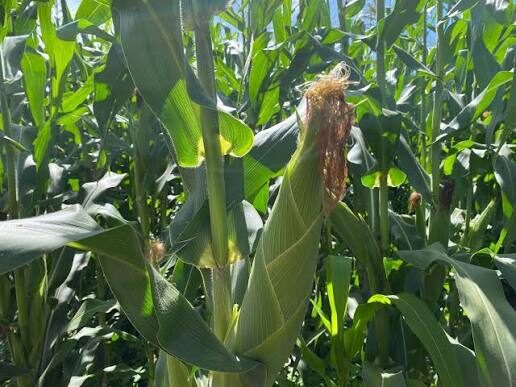 Zamseed ZMS 451 maize variety image 2