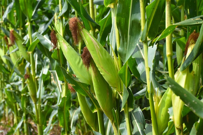 Zamseed ZMS 638 maize variety image 1