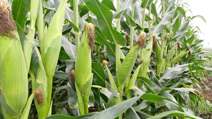 Zamseed ZMS 721 maize variety image 1