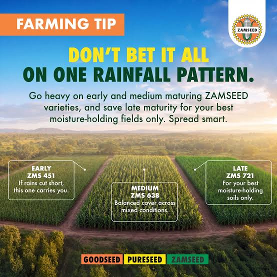 Farming tip: don't bet it all on one rainfall pattern. Early ZMS 451, medium ZMS 638, late ZMS 721 for your best moisture-holding fields