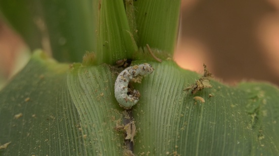 A fall armyworm larva on a maize leaf