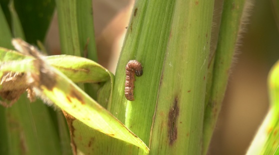 Fall armyworm feeding damage in the maize whorl