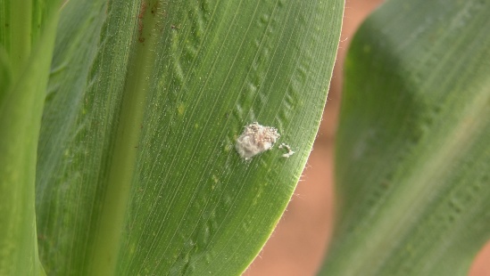 A fall armyworm egg mass on the underside of a maize leaf