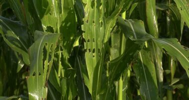 A healthy maize crop in the field