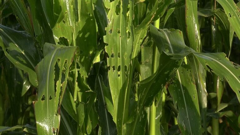 A healthy maize crop in the field