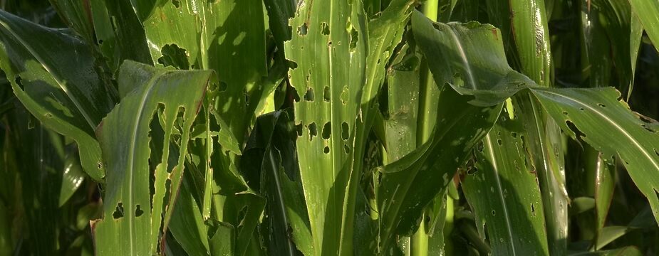 A healthy maize crop in the field
